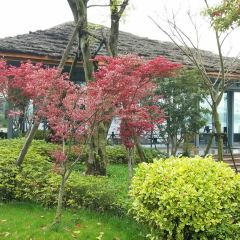 Zhongxintaifuzhujiajiaojinjiangjiudian·pinmingge User Photo
