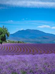 Bridestowe Lavender Estate