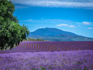 Bridestowe Lavender Estate