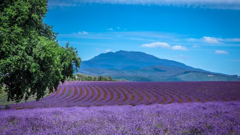 Bridestowe Lavender Estate attraction in Australia