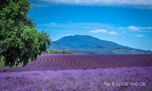 Bridestowe Lavender Estate