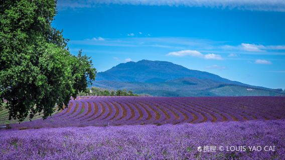 Bridestowe Lavender Estate