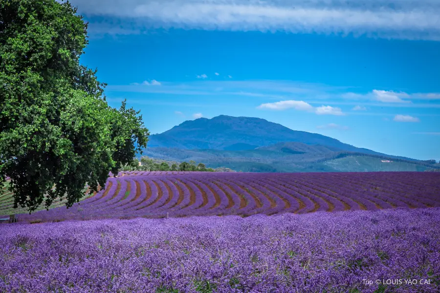 Bridestowe Lavender Estate