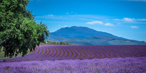 飄絲薰衣草莊園