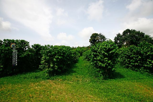 Greenwell Coffee Farm