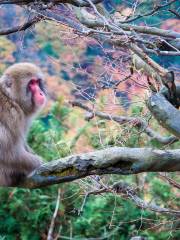 京都市動物園