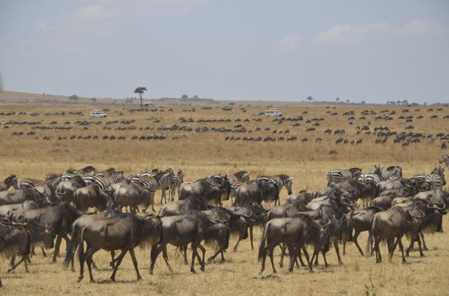 Mara River