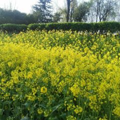 CHA YA SHAN SHAN YA JU NONG GU FAN User Photo