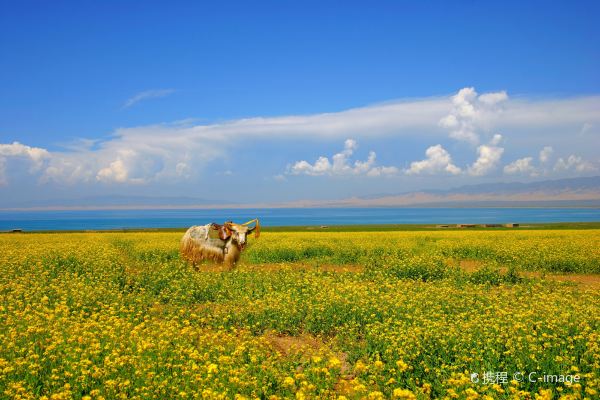 Qinghai Lake