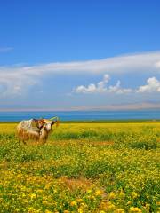 Lac Qinghai