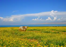 Qinghai Lake