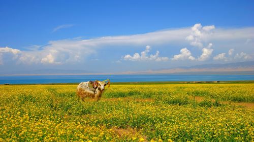 Qinghai Lake