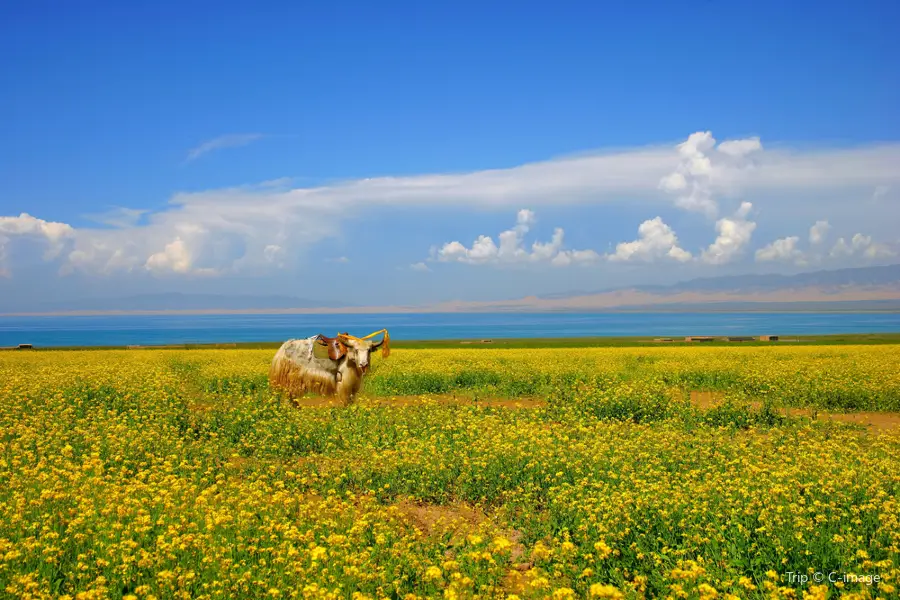 Lac Qinghai