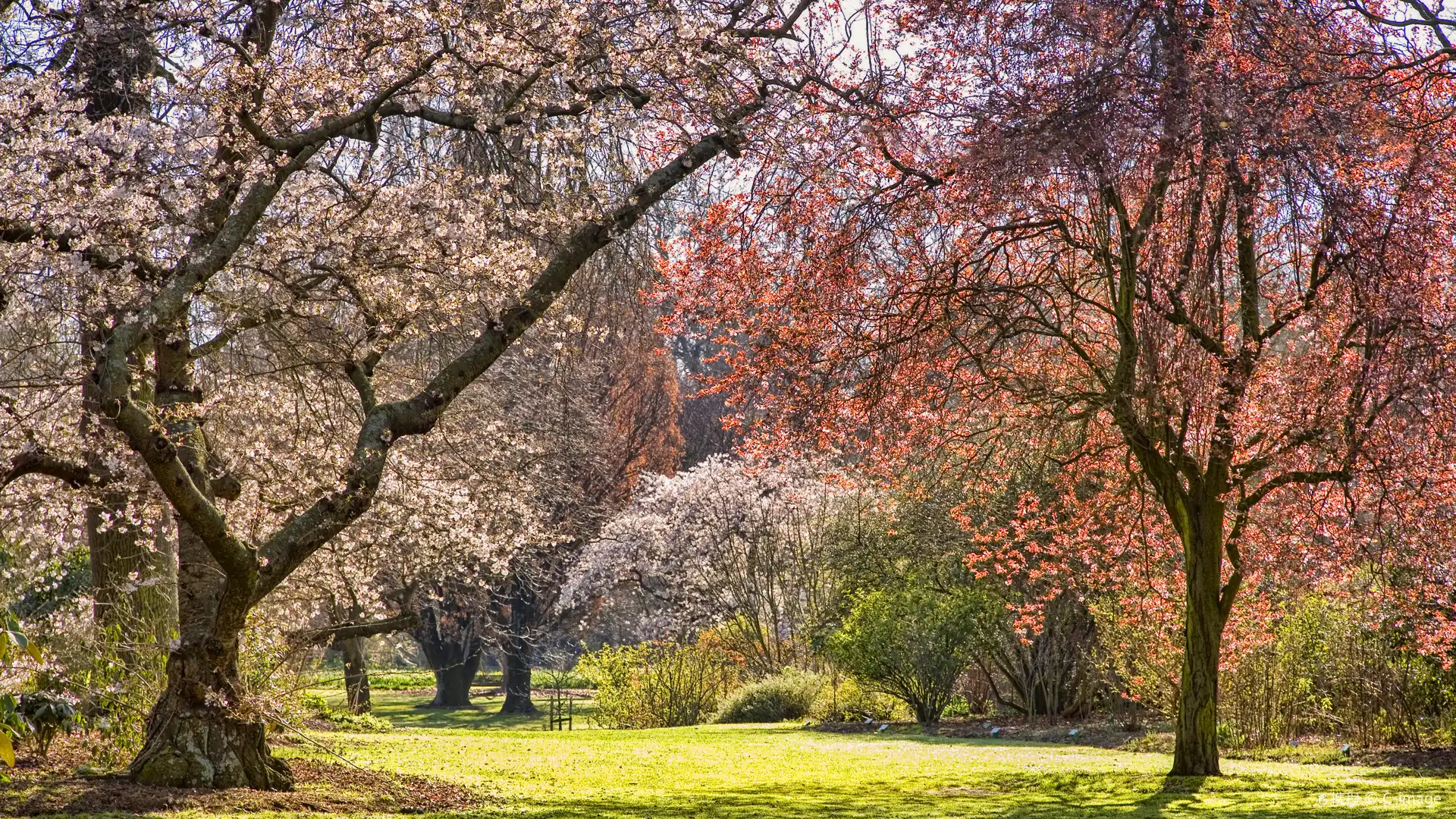 Hotels near Hagley Park North
