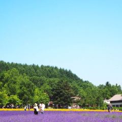 Kohi Morinotokei User Photo