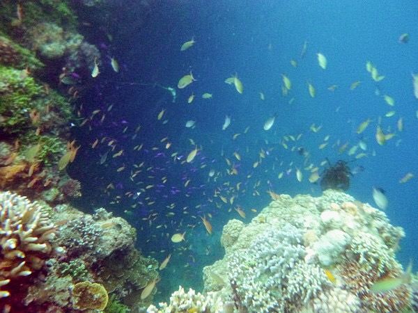 Balicasag Island