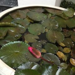 Fujian at the Dhara Dhevi Resort, Chiang Mai User Photo
