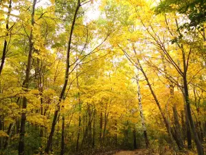 Xianglu Mountain National Forest Park