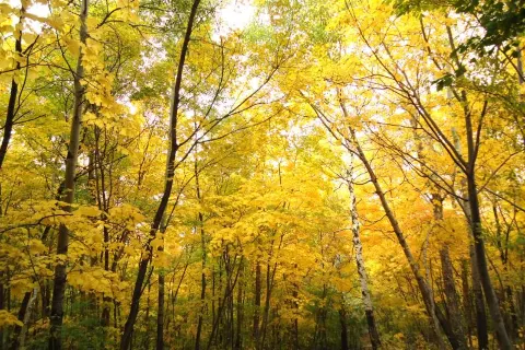 Xianglu Mountain National Forest Park