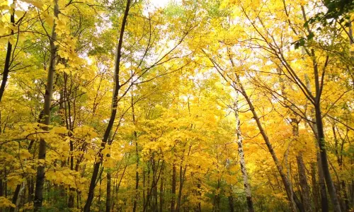 Xianglu Mountain National Forest Park