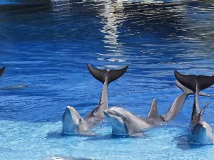 Sea Life Park Hawaii