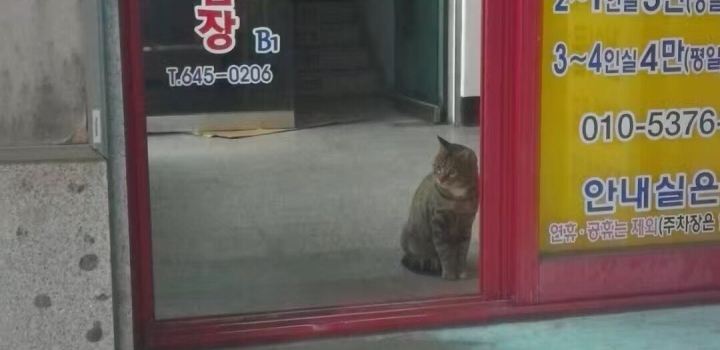Jeongdongjin Chodang Silky Tofu