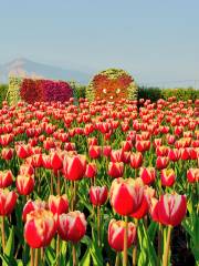 Xinshe Sea of Flowers