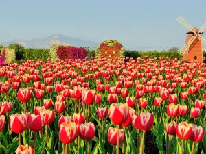 Xinshe Sea of Flowers