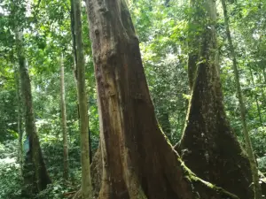 Cuc Phuong National Park