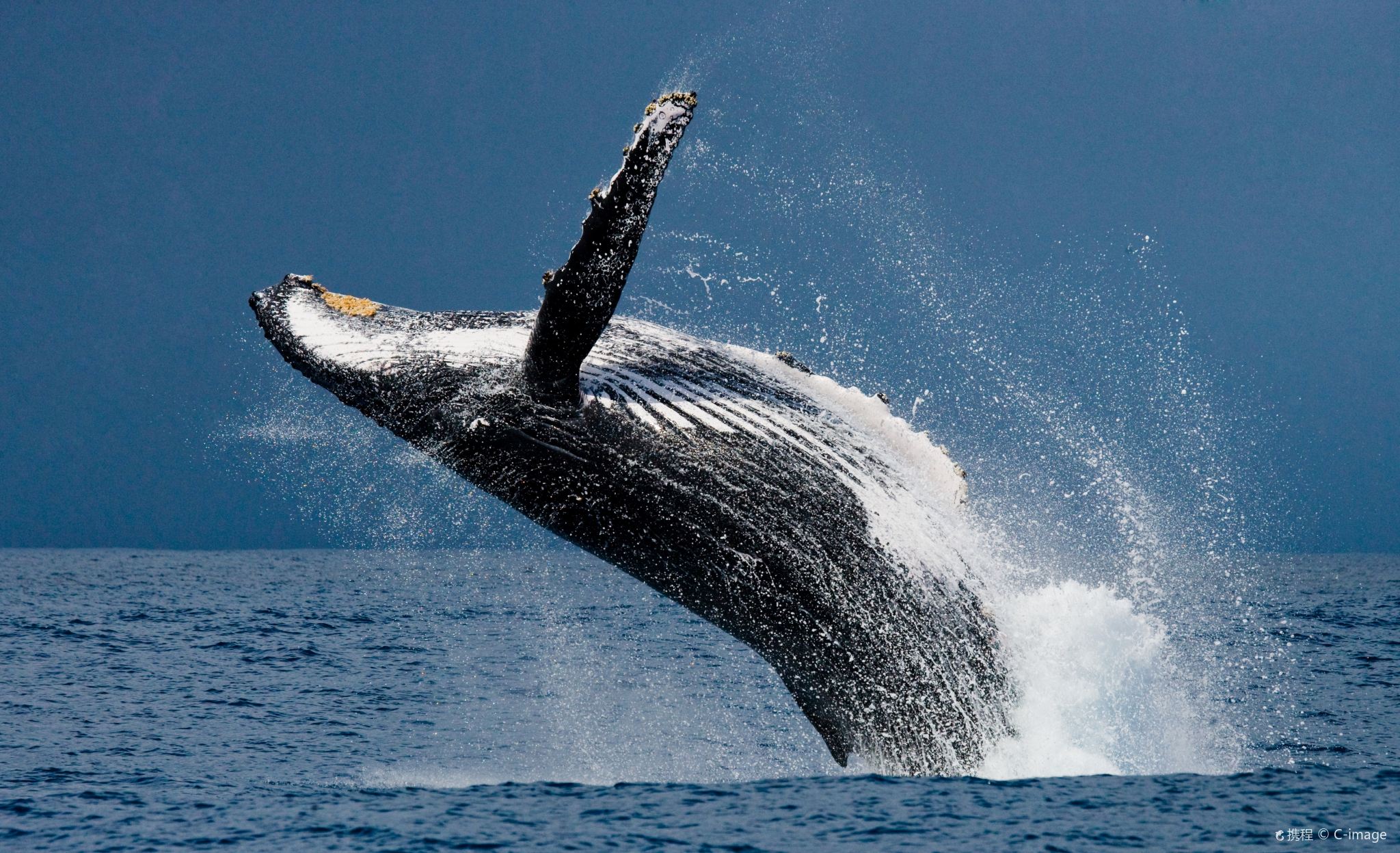Eendaagse tour walvis- en dolfijnspotting op zee in Mirissa, Sri Lanka [inclusief ontbijt]