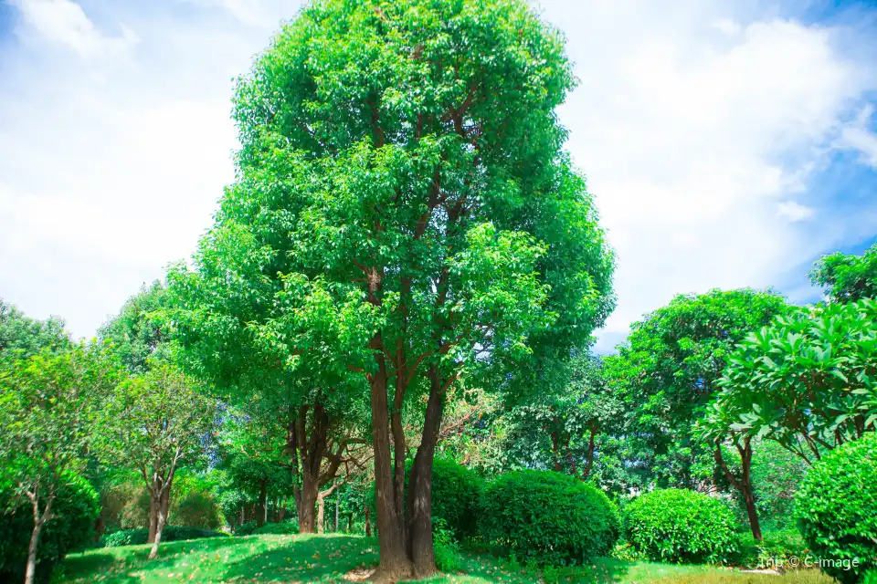 5_廣東花都湖國家濕地公園