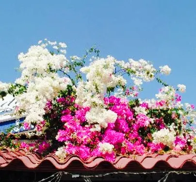 Soleiado Restaurant & Bar