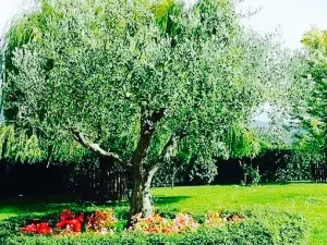 Wualà Ristorante Pizzeria