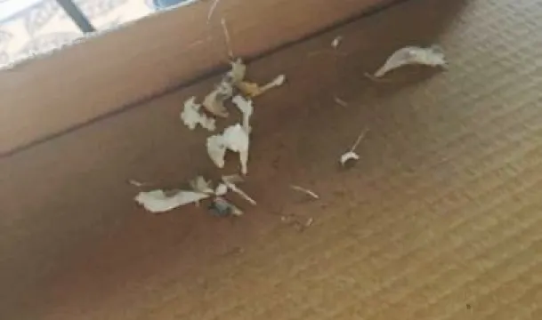 The Original Queenscliff Fish & Chip