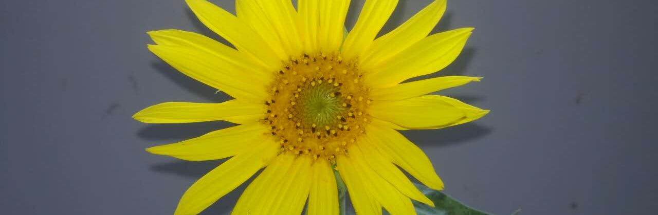 麦当劳(集贤路店)