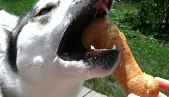 Big Apple Bagels