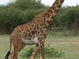 Applebee's Grill + Bar