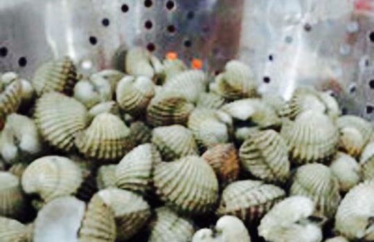 Kerang Kiloan Pelaut
