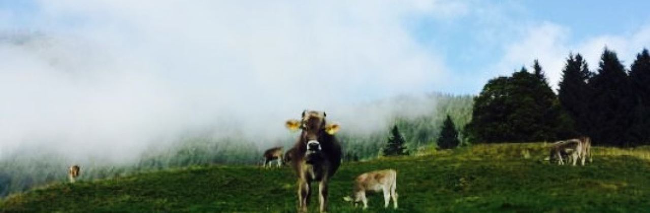 Berggasthof Hochleite