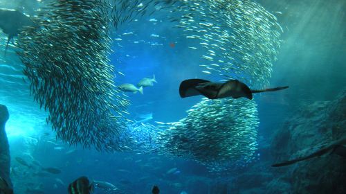 新江之島水族館