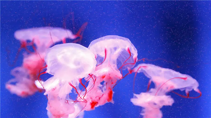 3_Qujiang Polar Ocean Park