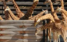 Paris Zoological Park