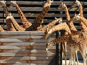 Paris Zoological Park