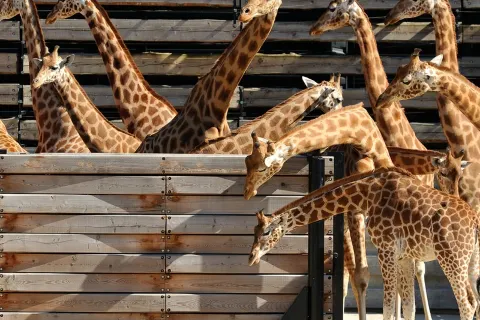 Paris Zoological Park