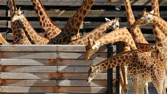 Paris Zoological Park