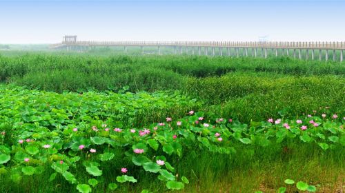 Weishan Lake National Wetland Scenic Area