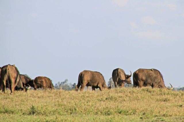 Sweetwaters Game Reserve