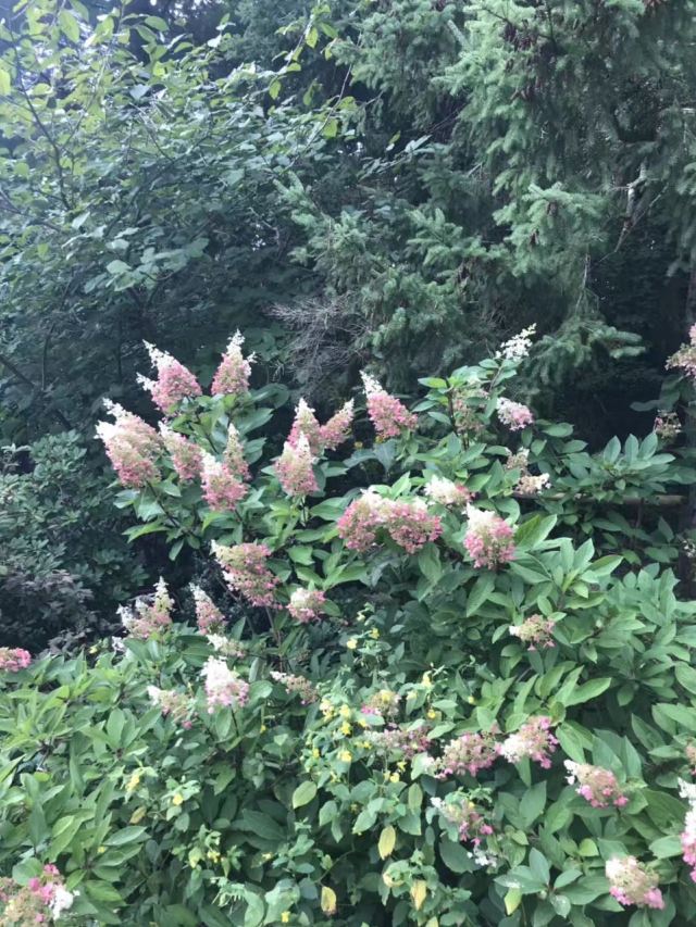 Toronto Botanical Garden