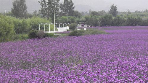 Yueguokaixin Farm