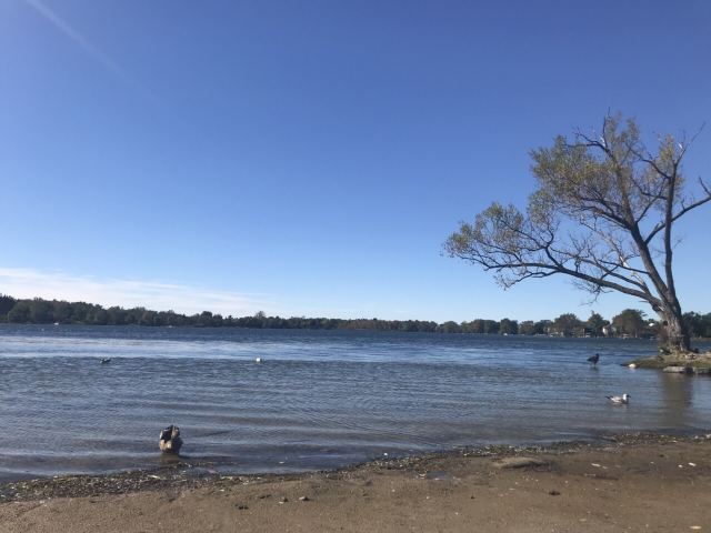 Wilcox Lake